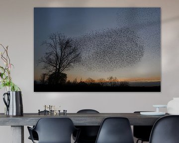 Starlings-Flugshow von Moetwil en van Dijk - Fotografie