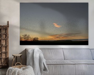 Starlings flying show by Moetwil en van Dijk - Fotografie