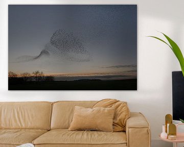 Starlings flying show by Moetwil en van Dijk - Fotografie