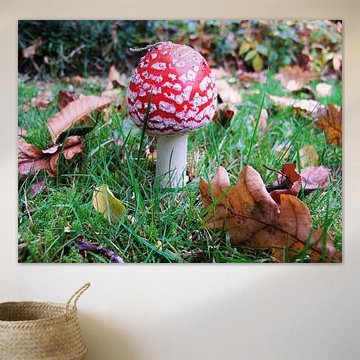 mushroom in the grass