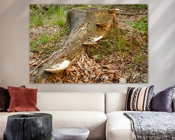 Fungi on tree trunk by Johan Vanbockryck