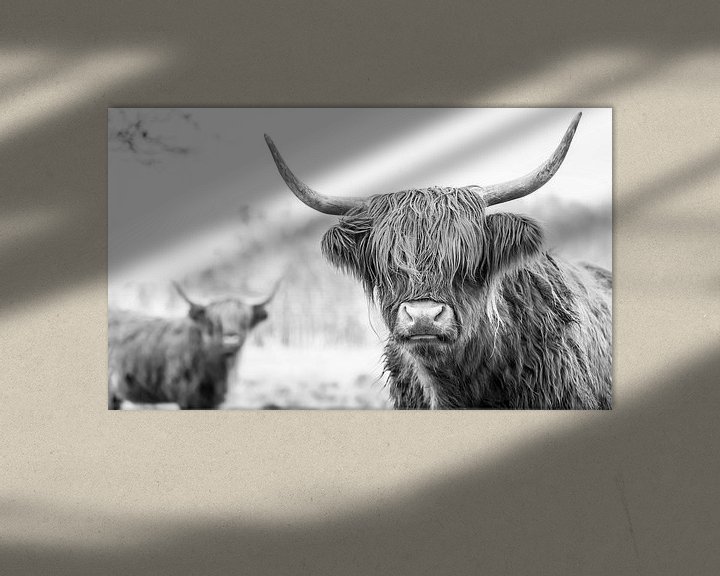 Sfeerimpressie: 2 Schotse Hooglanders op de Jiltdijksheide (zwart/wit) van Martijn van Dellen