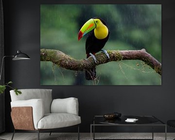 Toucan in the rain by Natuurels