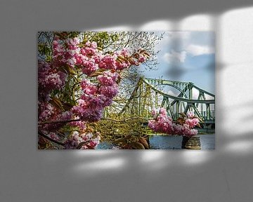 Le pont de Glienicke avec les fleurs de cerisier