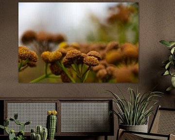 Herfst (Tanacetum ) van -