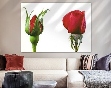 Two Red Rose Blooms van David Potter