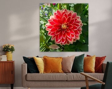 Red Dahlia by Yannick uit den Boogaard