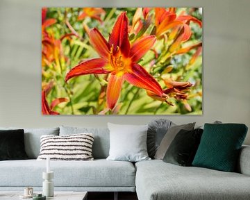 Colourful day lily by Yannick uit den Boogaard