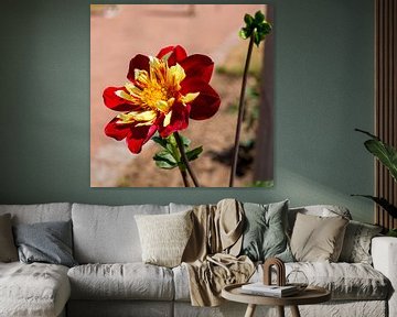 Fleur dans un jardin de fleurs allemand sur Yannick uit den Boogaard