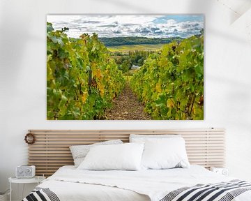 Ansicht eines Dorfes in der französischen Champagne mit Trauben im Vordergrund