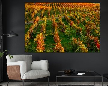 Grapes in a vineyard near the Pacheca wine plantation on the douro river in Portugal by Ivo de Rooij