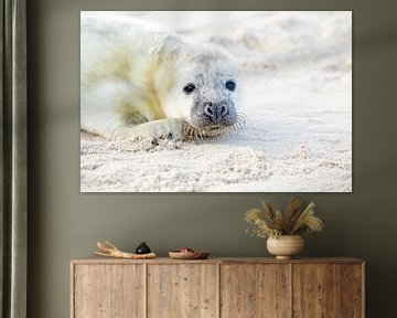 Un bébé phoque (Halichoerus grypus) se détend sur la plage de la mer du Nord sur Eye on You