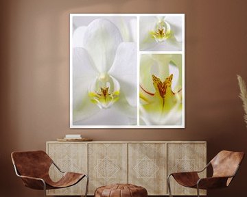 3 luik witte orchidee van Wiljo van Essen