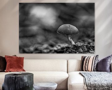 Solitaire paddenstoel in herfstbos in zwart wit