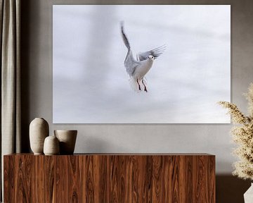 Seagull in flight by Jürgen Schmittdiel Photography