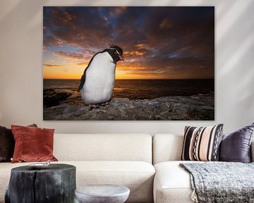 Rockhopper penguin at sunrise