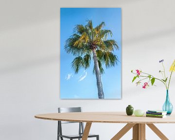waaier palmboom in het mediterraan gebied langs de kust van de middellandse zee van Peter Buijsman