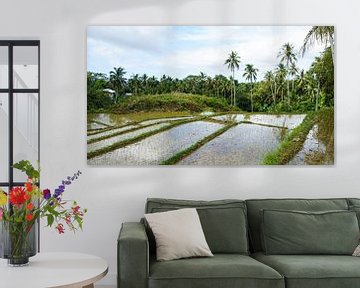 Reisfelder auf Siquijor, Philippinen (horizontal)