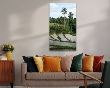 Rice fields on Siquijor, Philippines (vertical) by Jessica Lokker