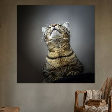 ..Die Katze aus der Mausperspektive"