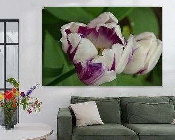 Awakening Tulip in white and purple von Marcel van Duinen