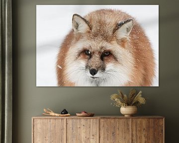 Portret van een rode vos in het besneeuwde Finland van Melissa Peltenburg
