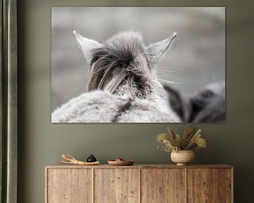 Close-up van een konikpaard in de Kennemerduinen van Melissa Peltenburg
