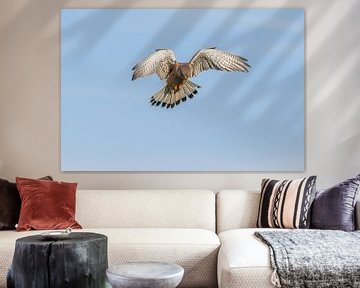 Turmfalke / Gewöhnlicher Turmfalke (Falco tinnunculus) von Henk de Boer