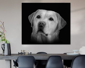 Portret labrador in zwart-wit van Marjolein van Middelkoop