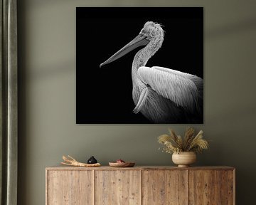 Pelican portrait in black and white