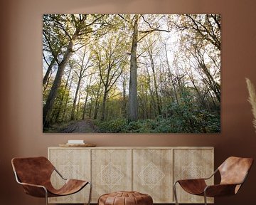 Typical Dutch forests in Oirschot by Angela Kiemeneij