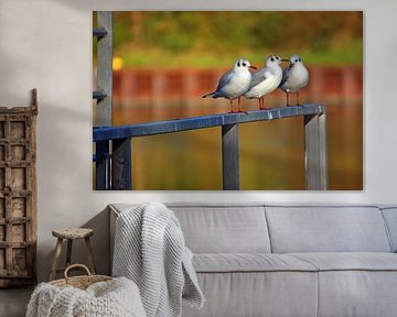 3 gulls
