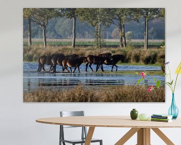Paarden in Fochteloërveen