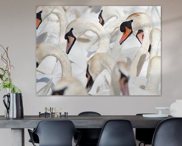 Swans portrait by Elles Rijsdijk