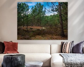 Forest view by Martijn Tilroe