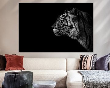Sumatraanse tijger zwart-wit & en profil