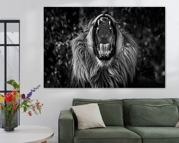 Roar ~ Afrikaanse leeuw