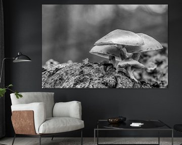 Gros plan de têtes de soufre ordinaires en noir et blanc sur Photo Henk van Dijk
