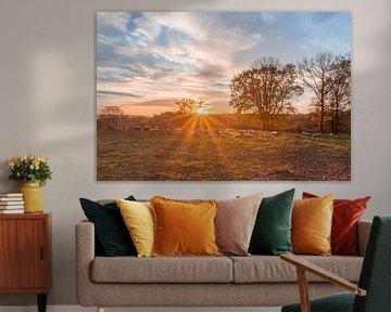 Brunssummerheide Schafherde bei Sonnenaufgang von John van de Gazelle fotografie