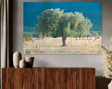 Alleenstaande olijfboom van Peter Schoo - Natuur & Landschap