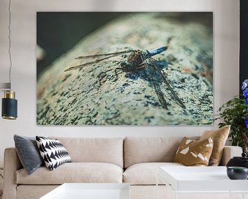 Dragon-Fly chillen op het strand van Jakob Baranowski - Photography - Video - Photoshop