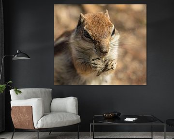 Eichhörnchen mit Erdnuss von Anita van Gendt