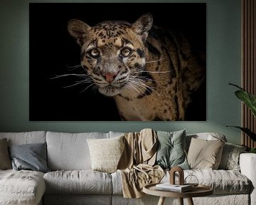 Clouded leopard in color with dark background by Daphne van Dam