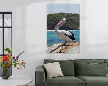 Spectacled Pelican (Pelecanus conspicillatus) by Dirk Rüter