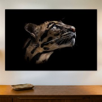 Nebelparder schaut nach oben (schwarzer Hintergrund).