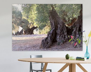 Olivenbäume von Jan Katuin