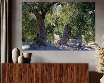 Olive trees in Andalusia. by Jan Katuin