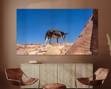 Donkey in ancient Petra, Jordan by Jessica Lokker