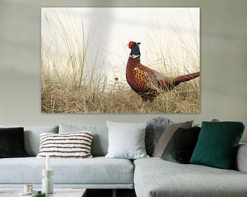 Pheasant by Sander Miedema