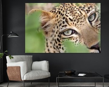 Leopardenaugen von Jos van Bommel